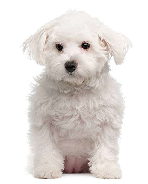 istock Maltese, 7 months old, sitting in front of white background 533347408
