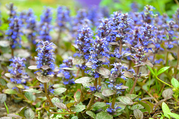 bugleweeds azules ajuga de la floración en el prado del verano - ajuga fotografías e imágenes de stock