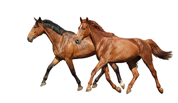 istock Two beautiful horses running isolated on white 533347933