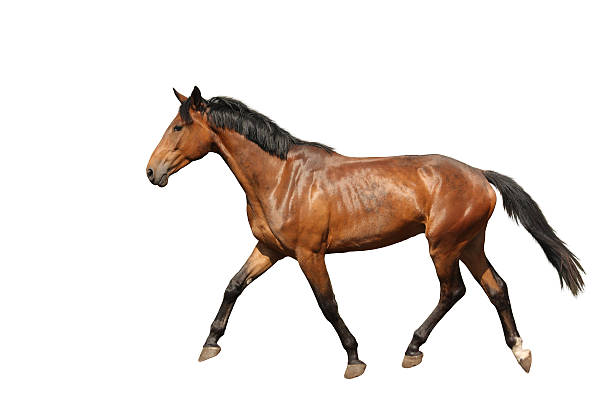 istock Chestnut brown horse running free on white background 533347935