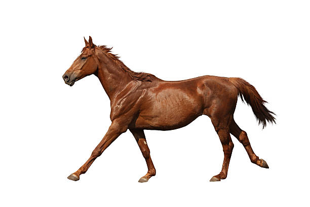istock Brown horse galloping fast isolated on white 533347937