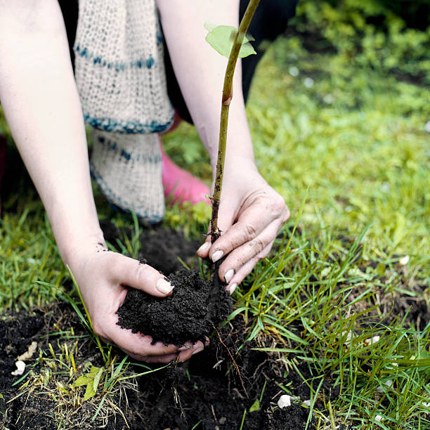 istock Woman Planting A Tree 533348240