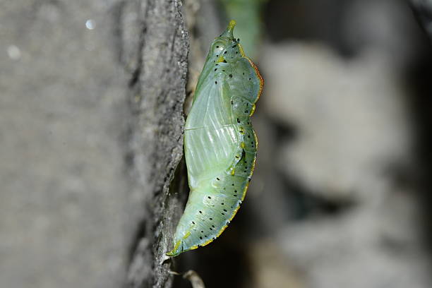 Beautiful pupa of Papilio machaon