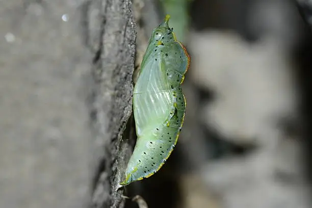 Small cabbage white butterfly chrysalis Pieris rapae, cocoon