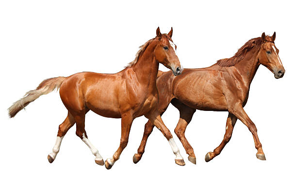 istock Two beautiful horses running isolated on white 533349189