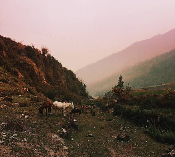 Nature of Nepal / Photographed with iPhone 6s