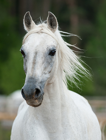 beautiful white arabian stallion fron view