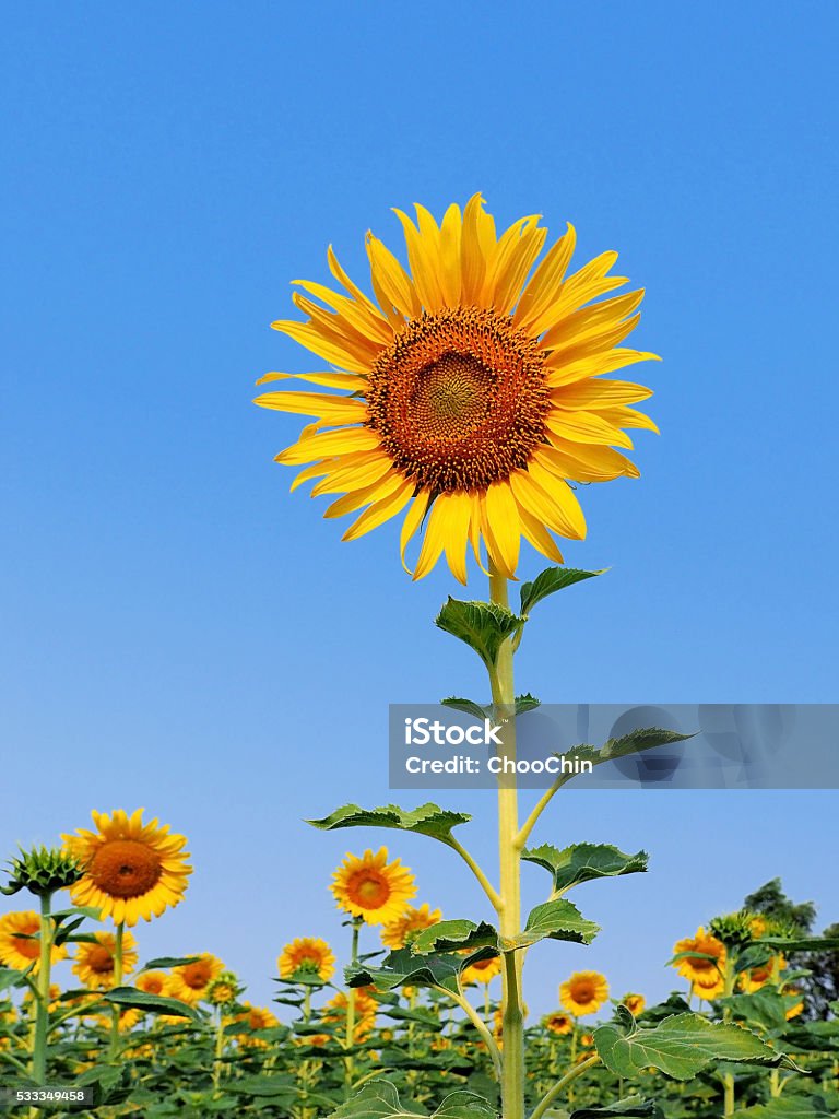 Beautiful sunflowers in the field with bright blue sky Agriculture Stock Photo