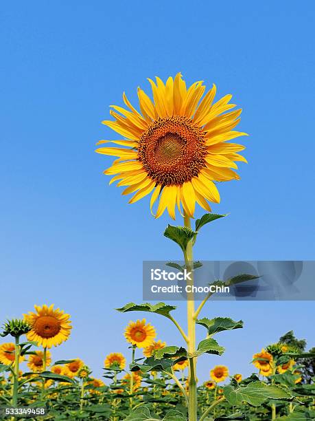 Beautiful Sunflowers In The Field With Bright Blue Sky Stock Photo - Download Image Now