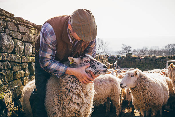 проверка вверх на flock - sheep child farm livestock стоковые фото и изображения