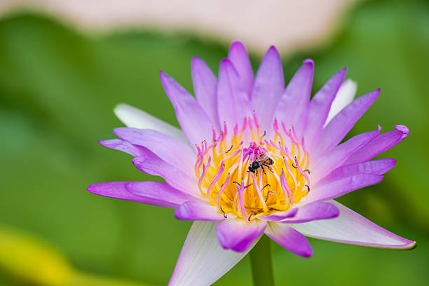istock Pink lotus flower, Water lily 533349670