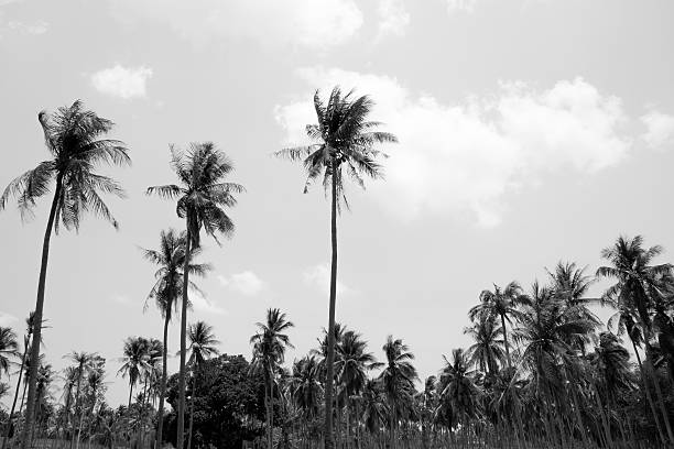 istock Coconut tree in black and white background 533349684