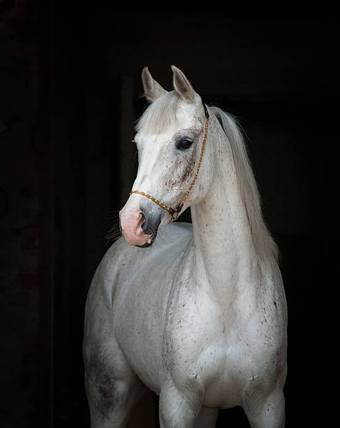 istock beautiful white horse over a black background 533349864
