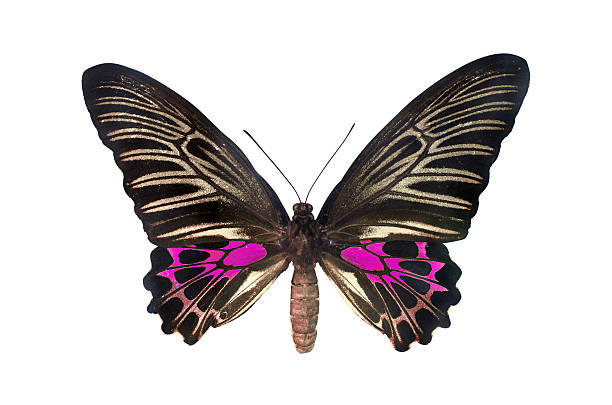 istock The Golden Birdwing 533349928