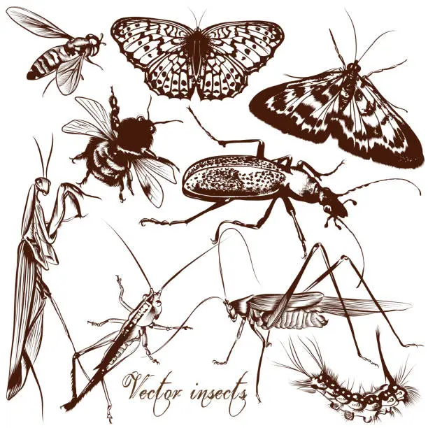 Vector illustration of Collection of antique hand drawn insects butterflies and beetles