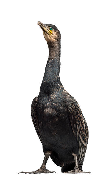 istock Great Cormorant looking up also known as the Black Cormorant 533350360