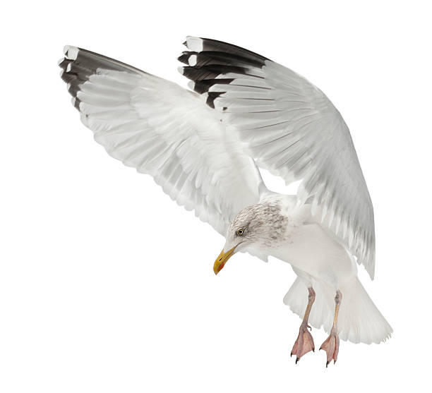 istock European Herring Gull, Larus argentatus, 4 years old, flying 533350566