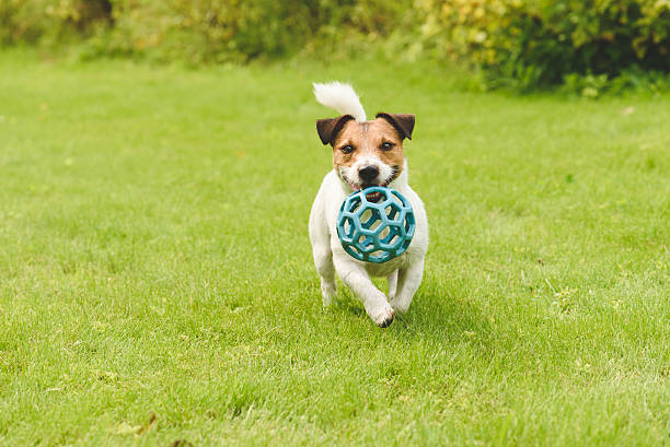 istock Funny happy dog playing with toy running on camera 533350692