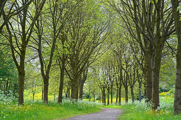 walkway footpath in the parc with trees and fieldflowers as buttercups, dasies,whistling herb,and fern in the spring