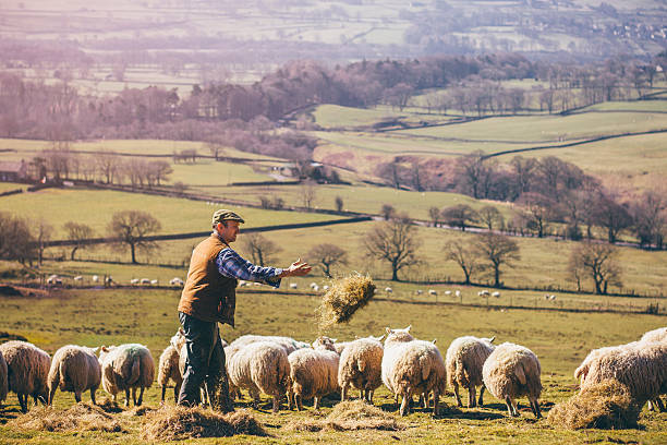 agriculteur, alimentation des moutons - gardien de moutons photos et images de collection