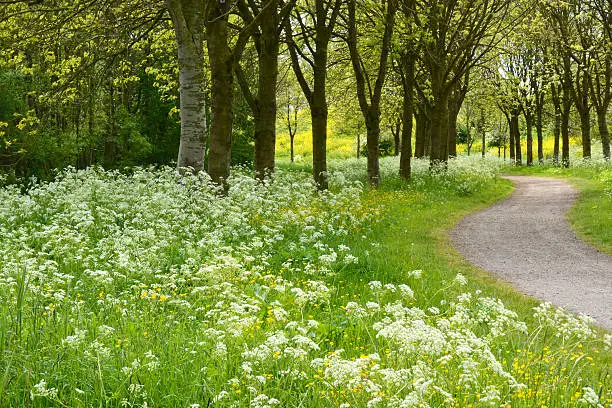 walkway footpath in the parc with trees and fieldflowers as buttercups, dasies,whistling herb,and fern in the spring