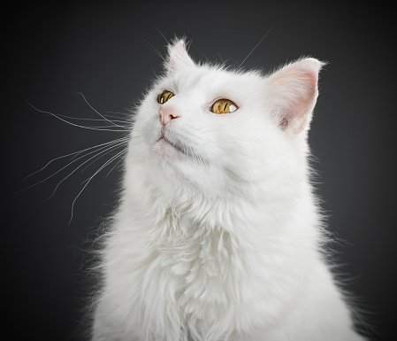 Studio portrait of a white persian cat with yellow eyes posing with attention. Horizontal color photography from a DSLR.