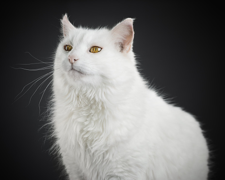 Studio portrait of a white persian cat with yellow eyes posing with attention. Horizontal color photography from a DSLR.