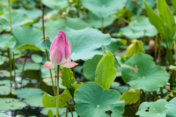 istock lotus flower bud 533351854
