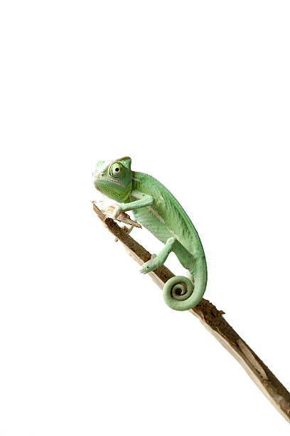 istock Greenish chameleon on branch isolated on white background 533352350