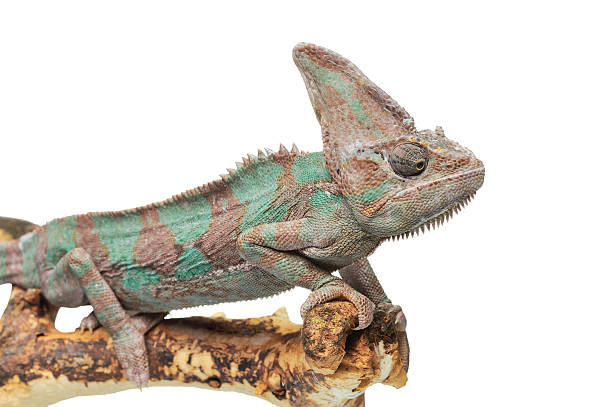 istock Greenish brown chameleon on branch 533352682