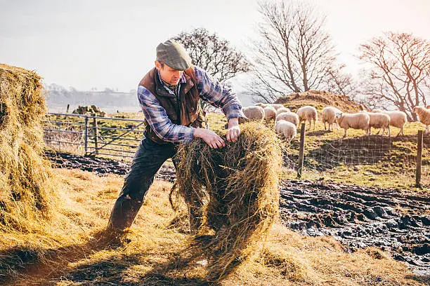 Male farmer putting out hay in the field to feed the sheep.