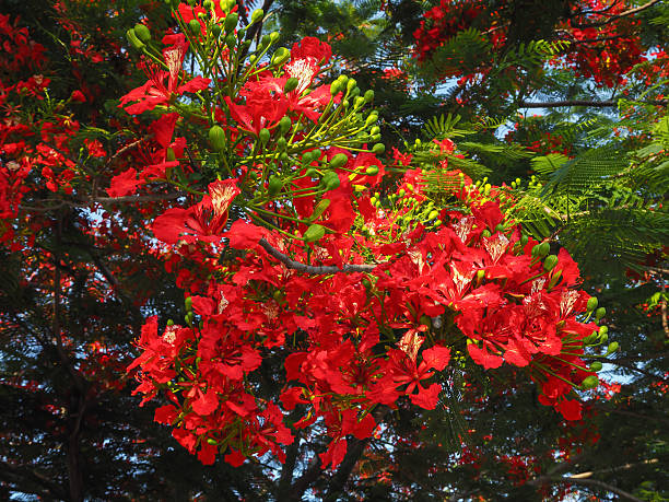 istock Caesalpinia pulcherrima flowers on tree 533352978