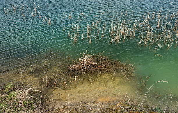istock The grass that grows in the blue green water 533353082