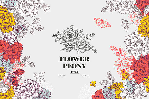 빈티지 작약 꽃 배경기술. 꽃 디자인식 형판. 벡터 일러스트레이션 - botany illustration and painting single flower image stock illustrations