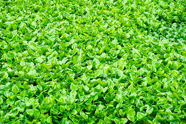 istock Water hyacinth (Eichhornia crassipes) green nature for background and texture 533354990