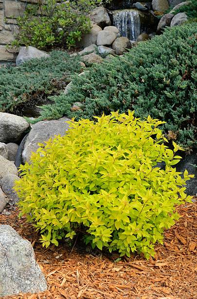 istock Gold Mound Spirea Landscaping Shrub 533356678