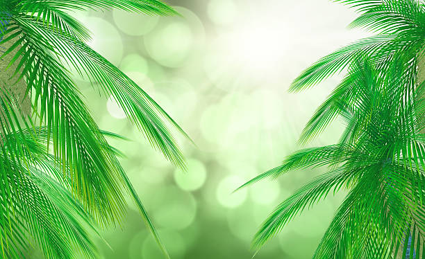 istock 3D palm tree leaves against a defocussed background 533357382