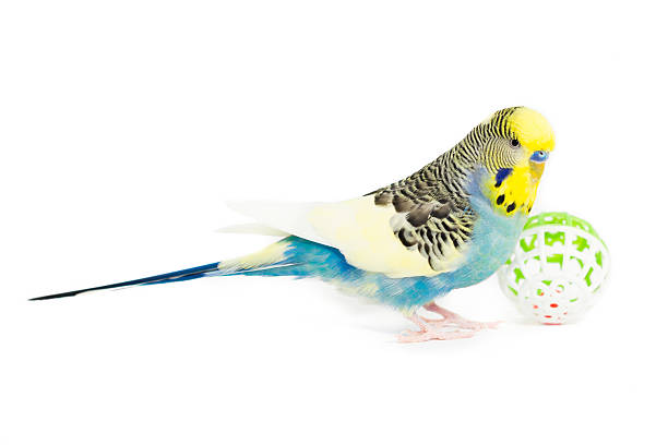 istock Picture of a Budgie Playing with a ball 533363715