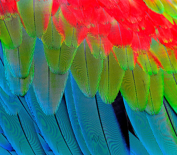 istock Great Green Wing Macaw feathers in closeup texture and details 533363923