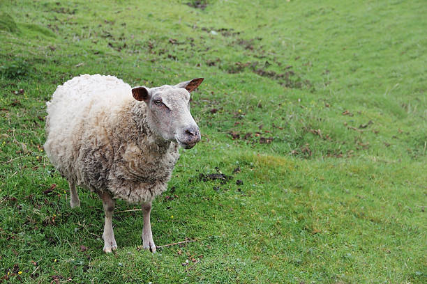 istock Sheep in green meadow 533364431