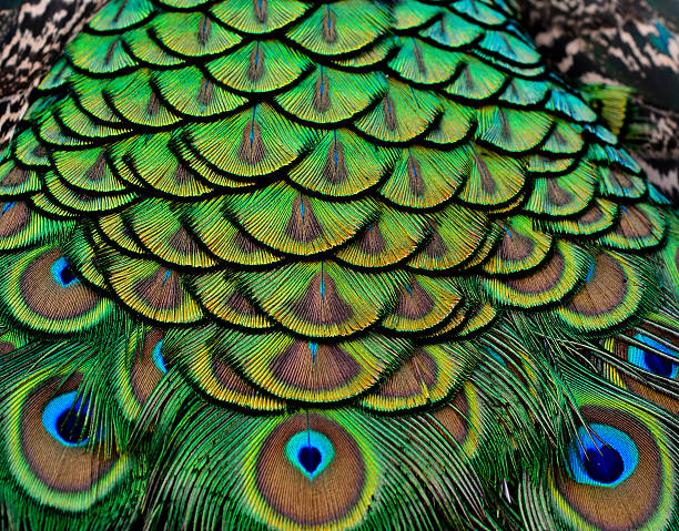 istock Close up of Peacock bird feathers with sharp in details 533364975
