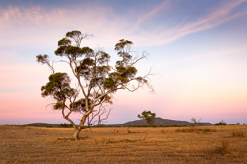 A Gum tree stands in front of a hill, pre-dawn in the remote and dry Flinders Ranges in South Australia, pastel colours fill the sky with dry earthy tones on the land.