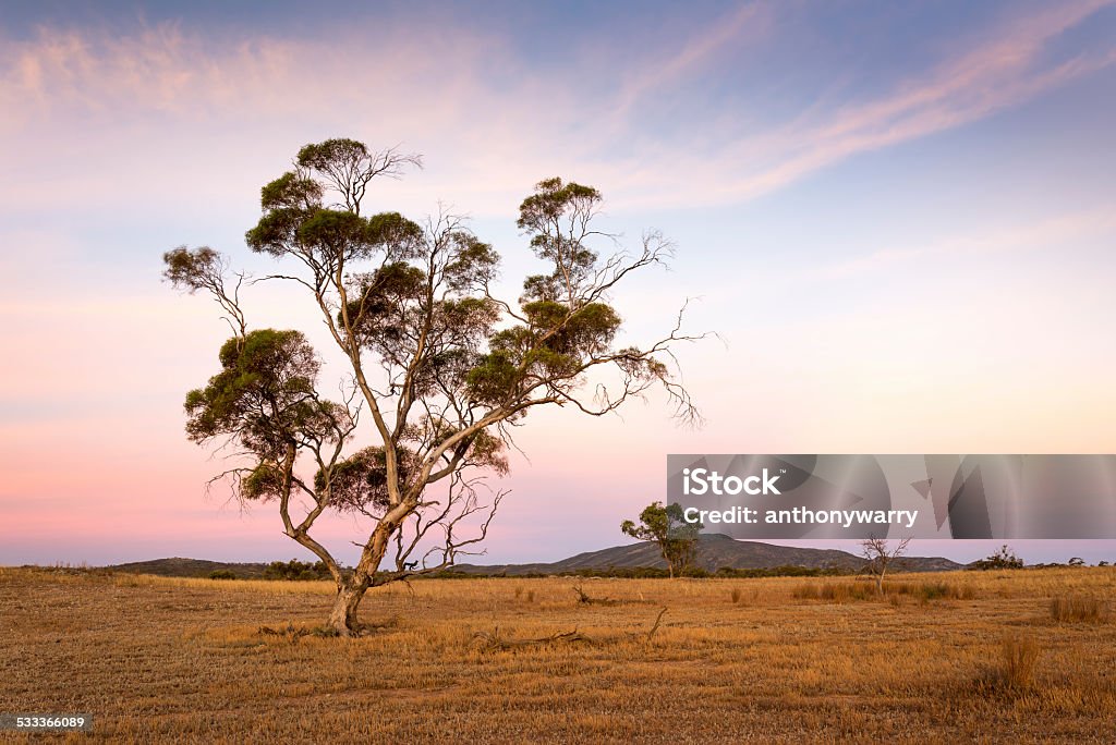 Dawn in Outback South Australia A Gum tree stands in front of a hill, pre-dawn in the remote and dry Flinders Ranges in South Australia, pastel colours fill the sky with dry earthy tones on the land. Eucalyptus Tree Stock Photo
