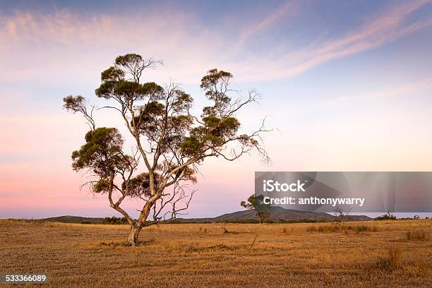 Dawn In Outback South Australia Stock Photo - Download Image Now - Eucalyptus Tree, Australia, South Australia