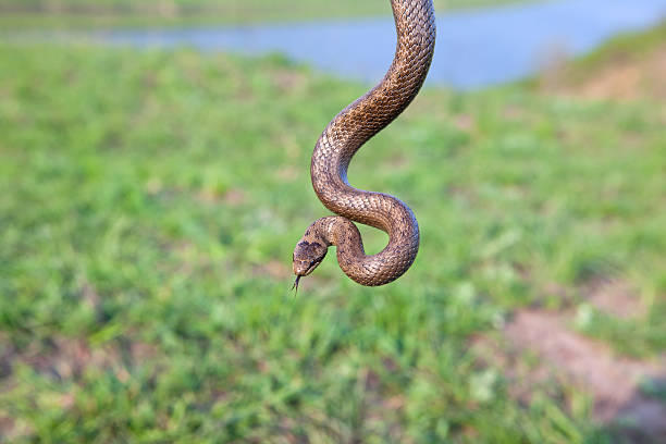 wiszący snake - posion zdjęcia i obrazy z banku zdjęć