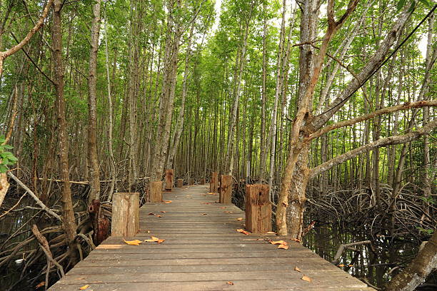istock wood bridge and mangrove forest 533367173