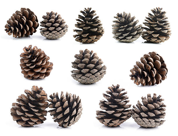 brown pine cone isolated on white background stock photo
