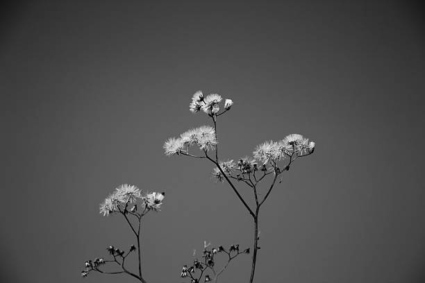 istock Dried flowers vintage background 533367999