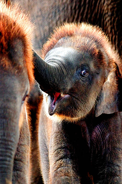 baby elephant calf close up face portrait trunk in mouth