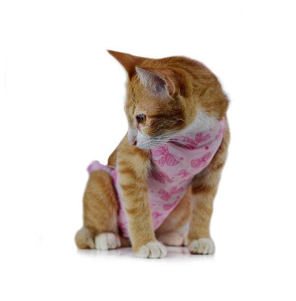 istock Red little cat on the isolated background 533368601